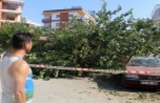 Gölgesine sığınılan dut ağacı, otomobilin üzerine...