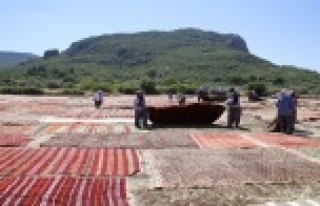 Halı tarlaları dünya basınında