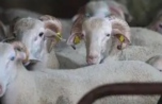 Süleymanlı yurtlarında kurban şoku