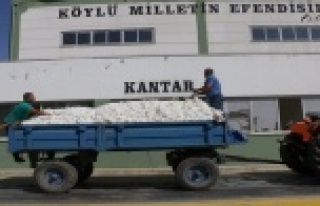 Beyaz altında ilk hasat yapıldı