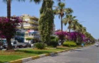 Büyükşehir’den kırmızı palmiye böceği mücadelesi