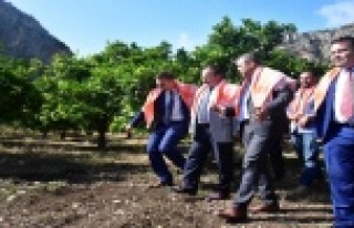 Kimyasalsız 120 ton portakal üretildi