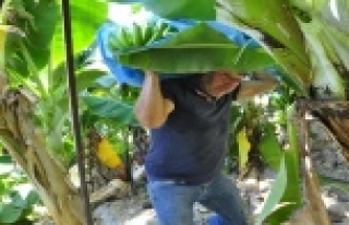 Teleferikle muz hasadı