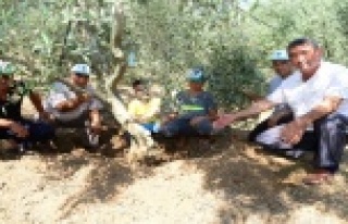 Yaban domuzları meyve bahçelerine dadandı