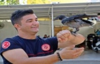 Yavru karga itfaiyenin maskotu oldu