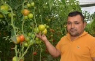 Yayla'dan Suudi Arabistan’a domates