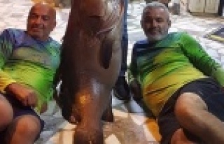 Alanya'da 65 kiloluk Grida yakaladılar