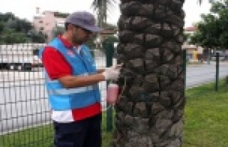 Alanya'da kırmızı palmiye böceğiyle mücadele...