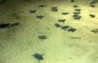 Deniz yerine ters istikamete giden yavru carettalar...