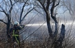 Hamile kaplumbağa alevlerden kaçabildi, ezilmekten...