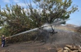 Otluk ve çalılık yangını