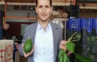 'Alanya'da avokadoya talep çok ama ürün...