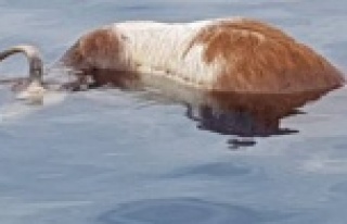 Alanya'da plajda böyle karaya vurdu