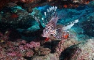 Balon balığının ihracatı ülke ekonomisine katkı...