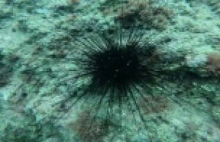 Kızıldeniz'den gelen zehirli deniz kestanesi...