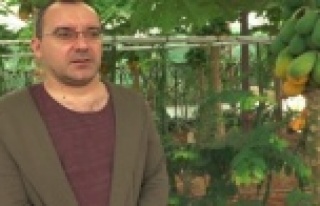 Okuduğu yalnız ada filminden etkilenip papaya üretimine...