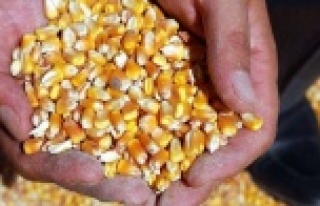 TMO mısır satış fiyatını açıkladı