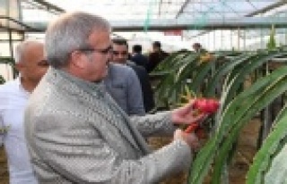 Vali yerli muz için hedef koydu