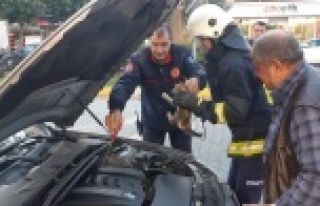 Alanya'da araç motorundan kedi kurtarma operasyonu
