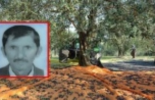 Alanya'da zeytin toplarken kalp krizinden öldü!