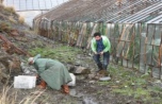 Alanya’da yağmur ve fırtına seraları vurdu