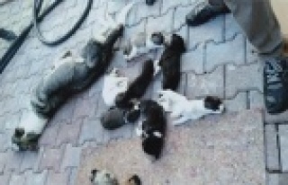 Barınakta 20 köpek ölüsü bulan hayvanseverler...