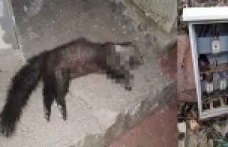 Isınmak için elektrik panosuna giren sansar akıma...