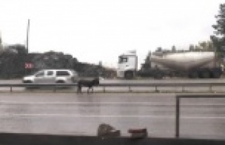 Karayolundaki başıboş eşek sürücülere zor anlar...