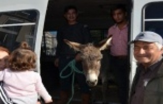 Yaylaya terk edilen eşek için seferber oldular