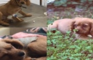 Alanya'da kayıp 'Mişa' aranıyor