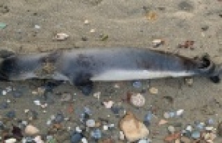 Alanya'da sahile ölü yavru Akdeniz foku vurdu