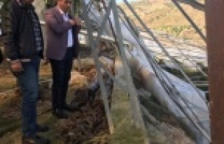 Alanya'da zarar gören seralarda hasar tespiti...