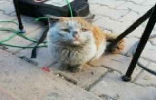 Depremzede kediye Antalya Büyükşehir eli