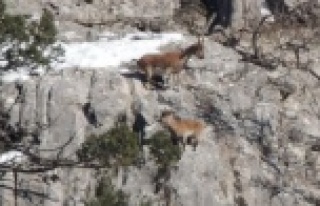 Dik yamaçta kurt ve yaban keçisi kardeşliği