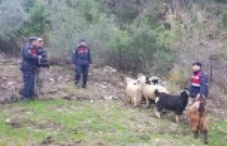 Kayıp keçileri jandarma buldu