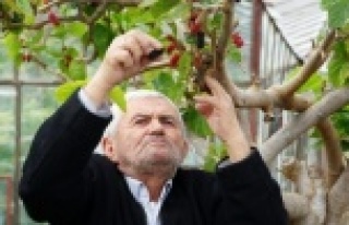 Kış ortasında dalından kırmızı dut yeme keyfi