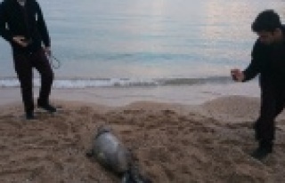 Ölü bulunan Akdeniz Fokuna nekropsi yapıldı