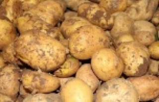 Patateste ihracat ön izne bağlandı