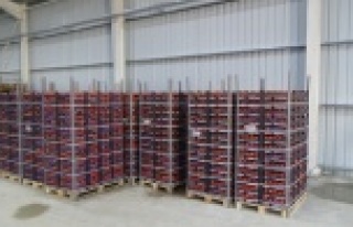 Tarım kredi kooperatifi domates alımına başladı