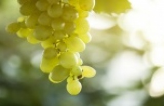 Üzüm için sigorta zamanı