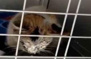 12 gün sonra enkazdan kurtarılan kedi için duygusal...