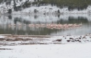 13 flamingo soğuktan öldü!