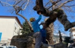 Alanya'da ağaçlara bakım çalışmaları başladı