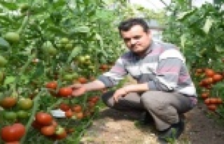 Domateste kota artırımı haberi üreticileri sevindirdi