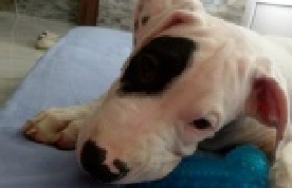 Köpeğini bulana 5 bin lira ödül verecek