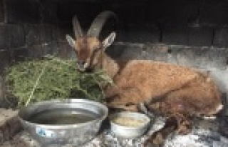 Vurularak yaralanmış yaban keçisi bulundu