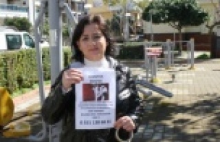 Alanya'da kayıp kedisini bulana 1000 TL ödül...