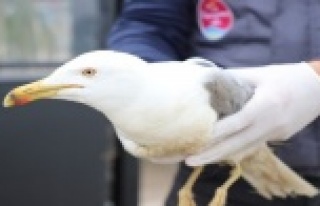 Alanya'da tedavisi yapılan yaralı martı doğaya...