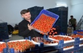 Antalya'da seralarda sebze üretimi hız kesmeden...