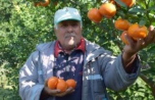 Antalya'da yaz ayında dalından mandalina üretimi